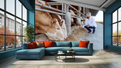 Veterinarian checking cows at cow farm. Wall mural