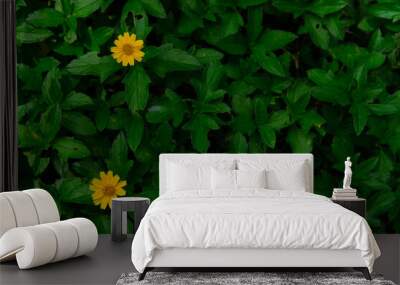 little two yellow flowers on many green leaves white copy space Wall mural