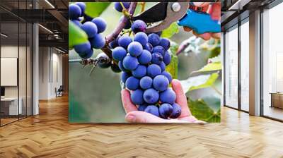 Grapes harvest Wall mural