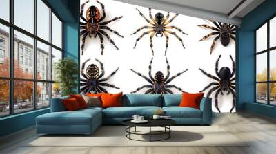 Photo realistic wild predator spider animal  set collection. Isolated on white background  Wall mural