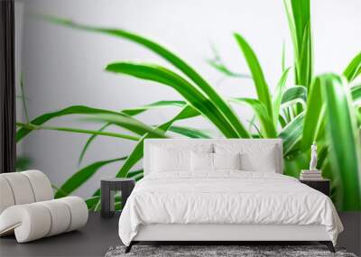 Green plants home decoration on white background Wall mural