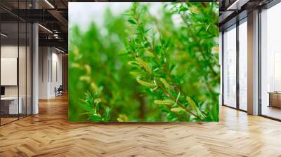 close up green leaves of tree, natural summer or spring greenery backdrop Wall mural