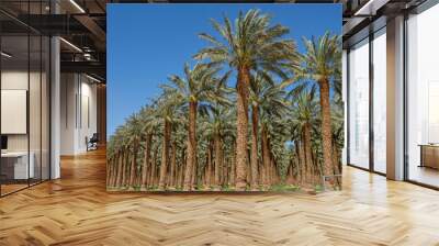 Date palm trees field in Israel with full of sun shine. Wall mural