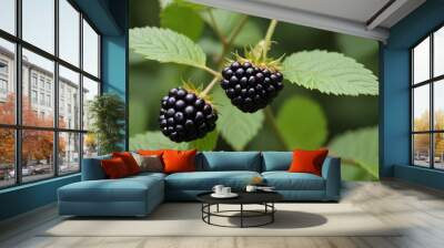 blackberry close up shot Wall mural