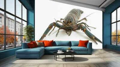 Freshwater crayfish Procambarus clarkii isolated on white background
 Wall mural