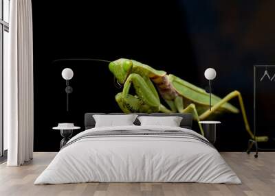 Giant Asian Green Praying Mantis (Hierodula membranacea) isolated on Black background. Wall mural