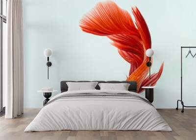 Red betta fish, siamese fighting fish on black background Wall mural