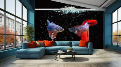 Siamese fighting fish with water bubbles on a black background Wall mural