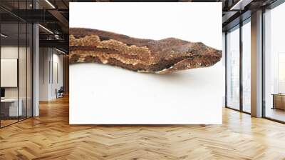 Solomon island ground boa snake or Candoia carinata paulsoni isolated on white on white background Wall mural