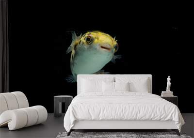 Spotted green pufferfish, tetraodon or Dichotomyctere nigroviridis on black background
 Wall mural