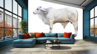 Brahman ox isolated on white background with clipping path Wall mural