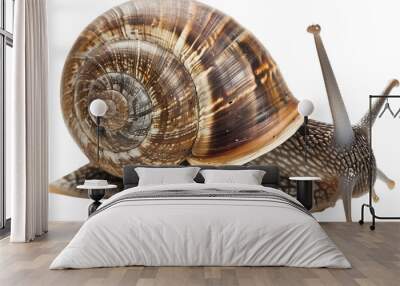 Slow and Steady Snail Wall mural