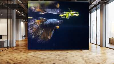 Betta Fish with Live Plants Wall mural