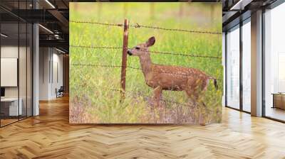 Deer Crossing Fence, Santa Barbara County Deer Crossing Wall mural