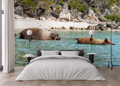 bahamas pigs water ocean sea Wall mural