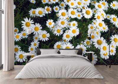 Lot of beautiful wild field chamomile flowers with white petals on meadow in summer day top view closeup Wall mural