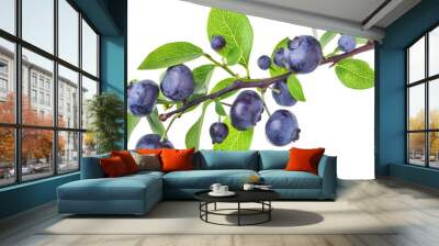  Blueberry fruit isolated on a white background. Wall mural