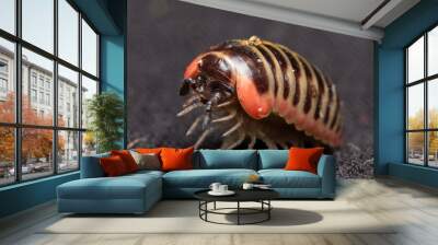 red pill bug macro close up Wall mural