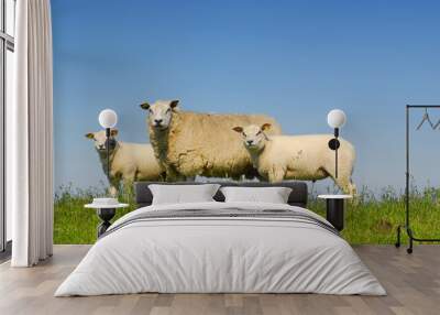 3 sheep Wall mural