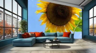 A giant sunflower in summer Wall mural