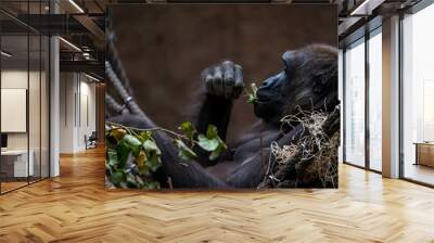 Chimpanzee relaxing and eating Wall mural