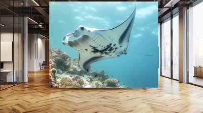 An Asian coral reef with a pelagic manta ray (Manta birostris) and coral fish, Maldives, Indian Ocean, Asia. Wall mural