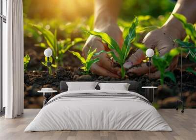 An image of a young corn plant being held gently in the field by a hand Wall mural