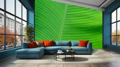 Beautiful tropical banana leaf texture background. Green banana leaf background with copy specs for text. The leaves of the banana tree pattern. Peaceful nature. Concept image. Wall mural