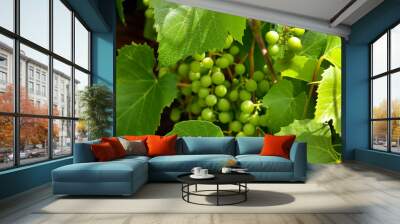 Beautiful yellow ripe grapes on the vine in a vineyard against of bunches of grapes, green leaves. Wall mural