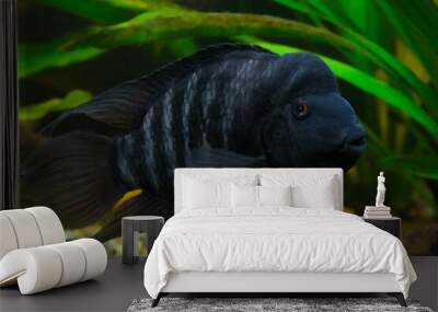 Colorful freshwater fish from the cichlid family - Akara turquoise. Wall mural