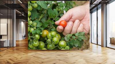 The hand holds a red cherry tomato, green tomatoes are on the bush. Inspection of tomato growth. Wall mural