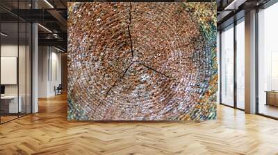 The multi-colored texture of an old wood saw cut Wall mural