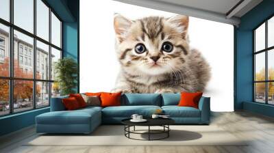 The purebred british shorthair kitten breed silver tabby breed is isolated on a white transparent background Wall mural