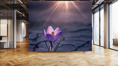 This purple flower grows through a crack in arid soil. Here is an example of Growth in Difficult Conditions. Wall mural