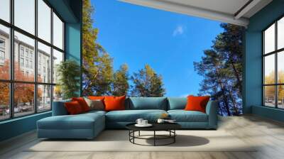 Treetops against a blue sky in spring or summer. Wall mural