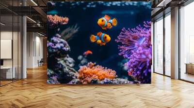 Two clownfish swimming in an aquarium surrounded by coral and sea anemones Wall mural