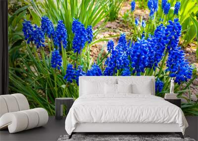 View of blue beautiful flowers in spring or summer. Wall mural