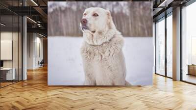 Dog breed caucasian shepherd close-up Wall mural