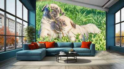 Little pug puppies have fun playing in the green spring grass Wall mural