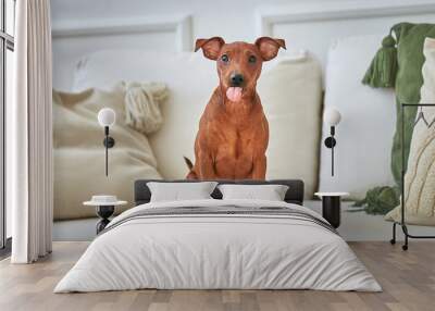 Red puppy of the miniature pinscher breed sits on the couch and shows the tongue Wall mural