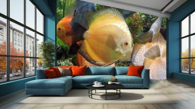 A school of colorful red discus fish swimming in a tank, red and green plants in the background Wall mural