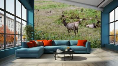 Elk in Northern California Wall mural