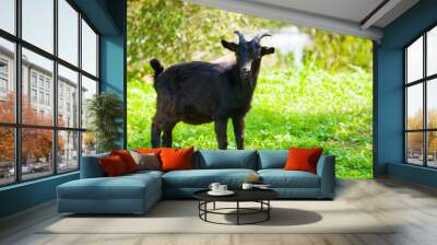 Black goat close to pond Wall mural