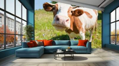 Curious cow in the meadow (focus on the nose) Wall mural