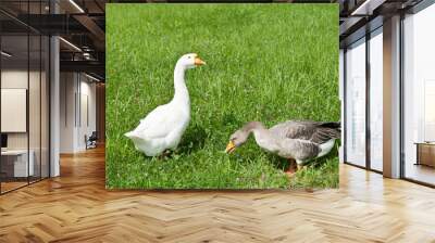 White and gray goose are grazing on green grass Wall mural