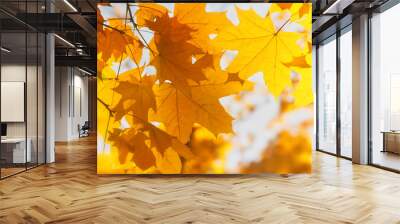 Bright yellow maple leaves, fall season outdoor background Wall mural