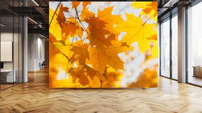 Bright yellow maple leaves, fall season outdoor background Wall mural