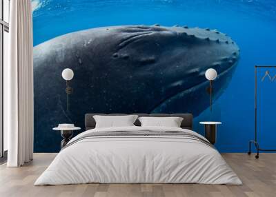 A large Humpback whale, Megaptera novaeangliae, rests just under the surface of the Atlantic Ocean. These distinctive whales can reach up to 40 tons in weight and 17 meters in length. Wall mural