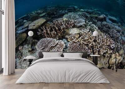 Corals Beginning to Bleach in Pacific Wall mural