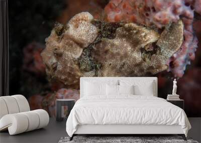 Frogfish 2 Wall mural